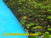 /home//u458753944/public_html/sourcegallery////////Frogs/Bullfrogs 2016-08 Ontario/P8140095.JPG